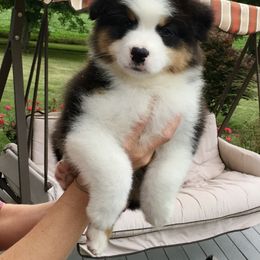 Australian Shepherd Puppies from NorthRidge Australian Shepherds