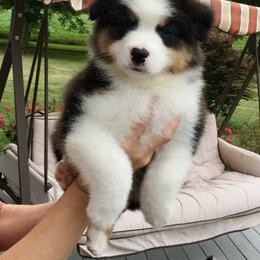 Australian Shepherd Puppies from NorthRidge Australian Shepherds