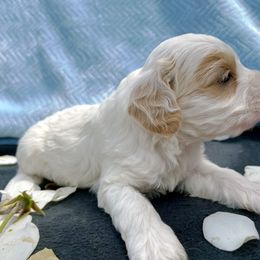 Cockapoo and Pomeranian Puppies from Luna Kennel