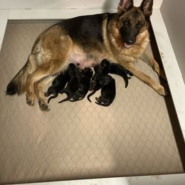 German Shepherd Puppies from Khanguard German Shepherds