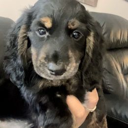 Ice cream - Black and tan female Dachshund puppy in Highland, California from BAES Teufelshunde