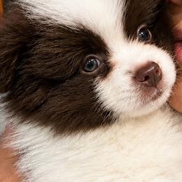 Diesel - Chocolate parti male Pomeranian puppy in Bristol, Connecticut from Mala Poms