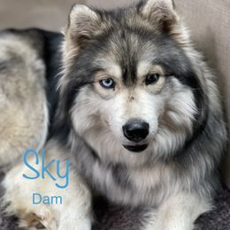 Sky - Siberian Husky