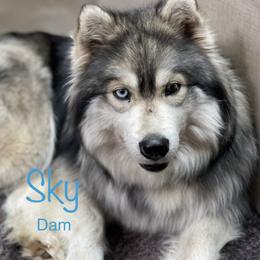 Sky - Siberian Husky