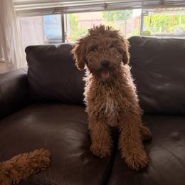 Poodle Puppies from Savana williams