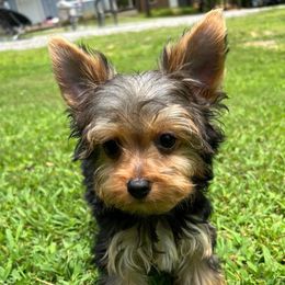 Yorkshire Terriers from YayasYorkies