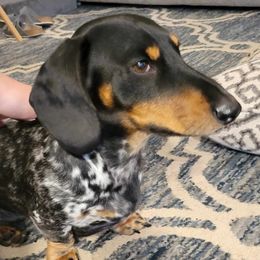 Oscar - Dachshund