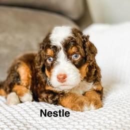 Nestle - Brown and white male Bernedoodle puppy in Hudson, Indiana from TurkeyCreek-K9