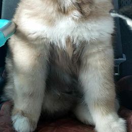 Siberian Husky Puppies from Diamond's Huskies in the Ruff