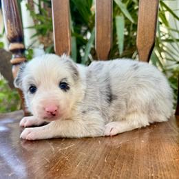 Snowy - Blue merle female Border Collie puppy in Mesa, Arizona from Ranch Girl Border Collies