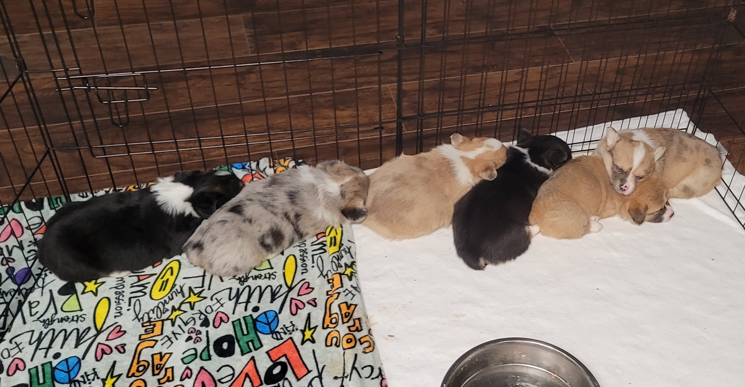 American Corgi Puppies from Piney Woods Corgis