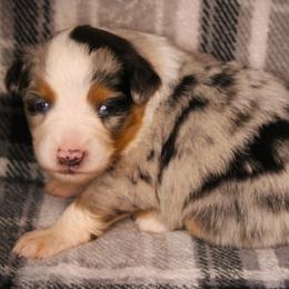 Fallon - Blue merle female Miniature Australian Shepherd puppy in Menomonee Falls, Wisconsin from Hunt N Oaks