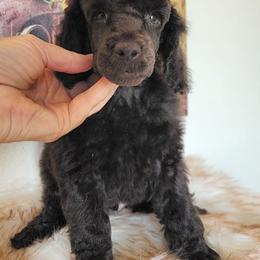 Cappuccino - Brown male Poodle puppy in Coarsegold, California from Love Chocolate Poodles
