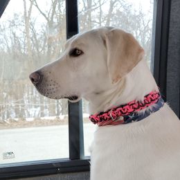 Kimber - Labrador Retriever