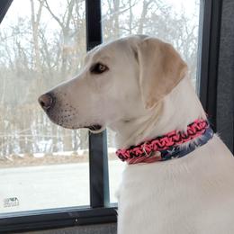 Kimber - Labrador Retriever