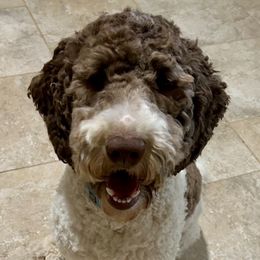 Charlie - Goldendoodle