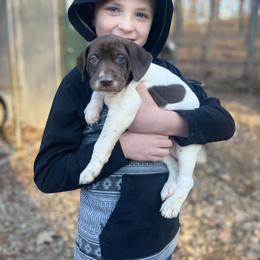 German Shorthaired Pointer and Wirehaired Pointing Griffon Puppies from County Line Pointers