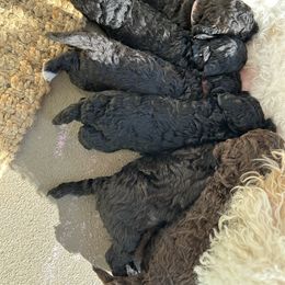 Goldendoodle Puppies from Our Darling Doodles