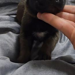 Echo's Green - Mahogany male Belgian Malinois puppy in Berry, Alabama from North River k9