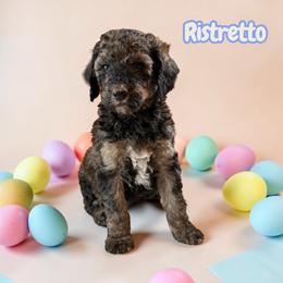 Ristretto - Sable male Poodle puppy in Ellenburg Center, New York from Kristin's Puppies