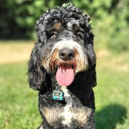 Fin - Bernedoodle