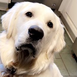 Golden Retrievers from The Gilbert Farms