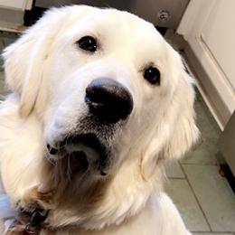 Golden Retrievers from The Gilbert Farms
