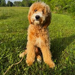 Max (Professionally Trained) - Gold male Australian Labradoodle puppy in Matthews, North Carolina from Weddington Labradoodles