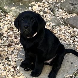 Girl 1 - Black Labrador Retriever puppy in Harlan, Kentucky from Kamalot Kennels