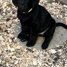 Girl 1 - Black Labrador Retriever puppy in Harlan, Kentucky from Kamalot Kennels
