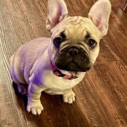 Pink - Cream female French Bulldog puppy in Richmond, Texas from Du Bone Frenchies & Pet Services Network