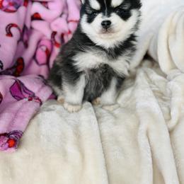 Munster - Black and white male Pomsky puppy in Yavapai County, Arizona from Pawsh Pomskies