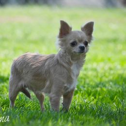Xena - Chihuahua