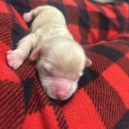 Oliver - Brown male Cockapoo puppy in Paradise, Texas from 4W’s F2 Cockapoos