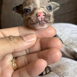 Mr grey - Merle male Chihuahua puppy in West York, Pennsylvania from Perfect Color Chihuahuas