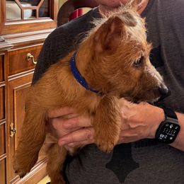 Australian Terrier Puppies from Kevin Kitchen