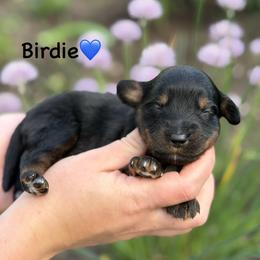 Birdie - Black phantom male Aussiedoodle puppy in Lancaster, Minnesota from Finney Ranch