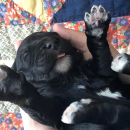 Assorted Doodle Crosses, Aussiedoodles, Bernedoodles, Cavapoos, Cotons de Tulear, and Goldendoodles from Scenic City Doodles