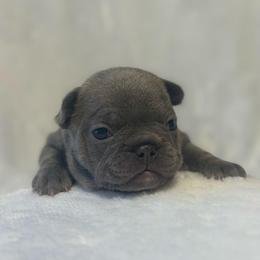 Anna - Blue female French Bulldog puppy in Salisbury, Maryland from 77 Frenchies Maryland