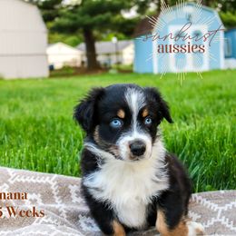 Banana - Black tri-color Australian Shepherd puppy in Indianapolis, Indiana from Sunburst Australian Shepherds