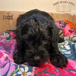 Fozzie - Black male Schnoodle puppy in Sedalia, Missouri from Farmer Brown's Puppies