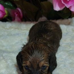 Dachshund Puppies from CLARK'S BREEDING PROGRAM