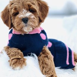 Goldendoodle Puppies from DM Hilltop FURfamily