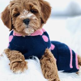 Goldendoodle Puppies from DM Hilltop FURfamily