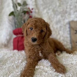Goldendoodle Puppies from Stolt Southern Doodles