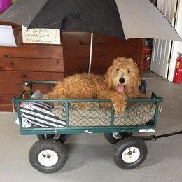 Goldendoodles from Shanda Rascoe's Bernedoodle and Goldendoodle Puppies