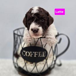 Latte - Parti female Goldendoodle puppy in Summerville, South Carolina from Channys Doodles