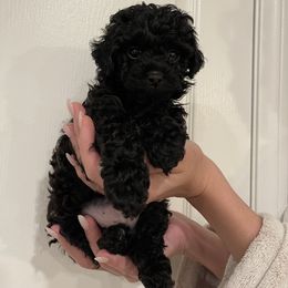 Maltipoo Puppies from Anzhela Ibragimova