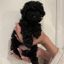Maltipoo Puppies from Anzhela Ibragimova