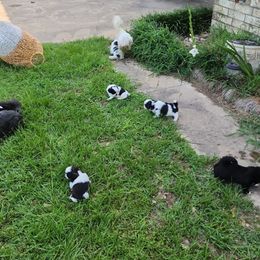 Shih Tzu Puppies from Keepin' it X-tra Shih-Tzu